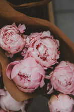 Load image into Gallery viewer, Peony Blush Suede